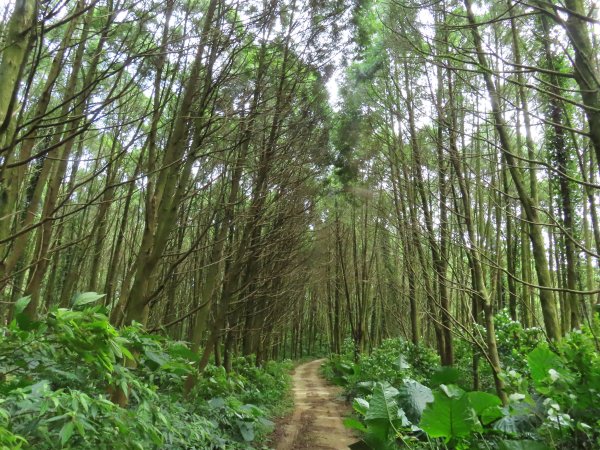 白石湖山 走 麥樹仁山