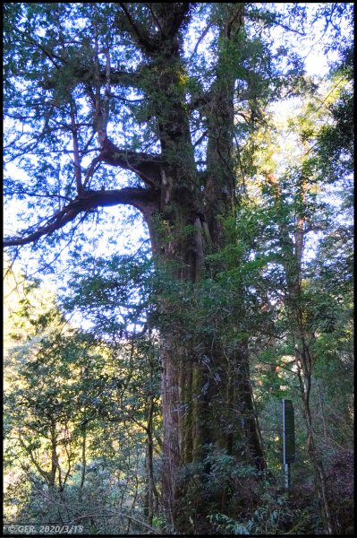 全台最大的紅檜森林 ~ 拉拉山巨木群885555