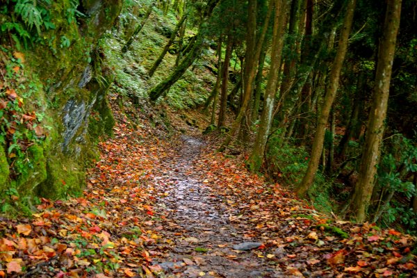 檜山巨木森林步道481509