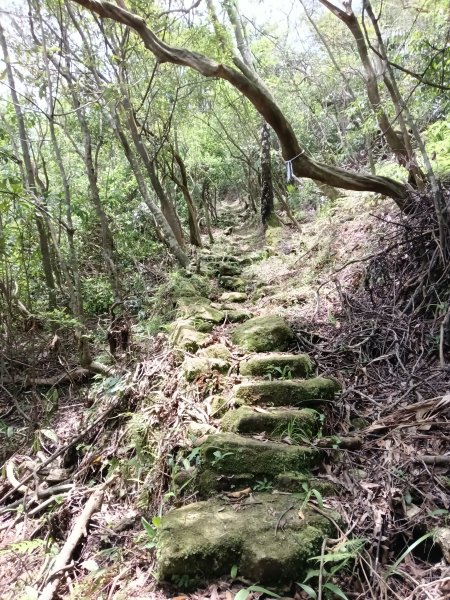 雙溪區大埤遺址東林寺+大埤古道+572峰去回2784174