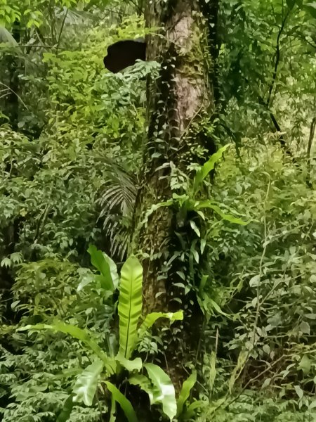 平溪區三功大厝+番子坑山+千階嶺步道O型2781117