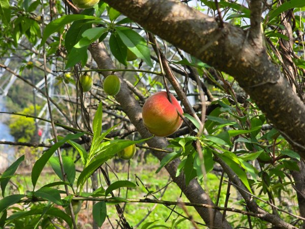 谷關七熊馬崙山2748823