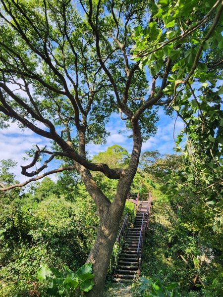 挑鹽古道連走中央嶺步道2642714