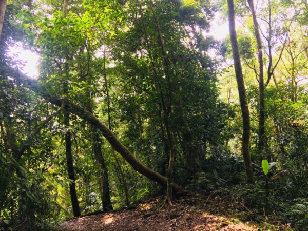 瓏美麗一週一步道（馬那邦山）558307