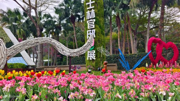 #士林官邸 #鬱金香 #中正紀念堂 #大漁櫻 2/283007870