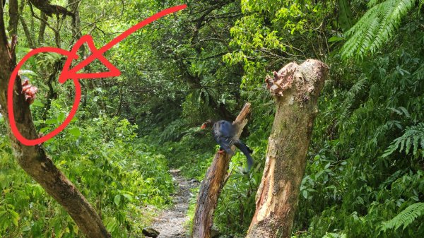 月眉坑瀑布步道.卯澳.雙柑公路2224828