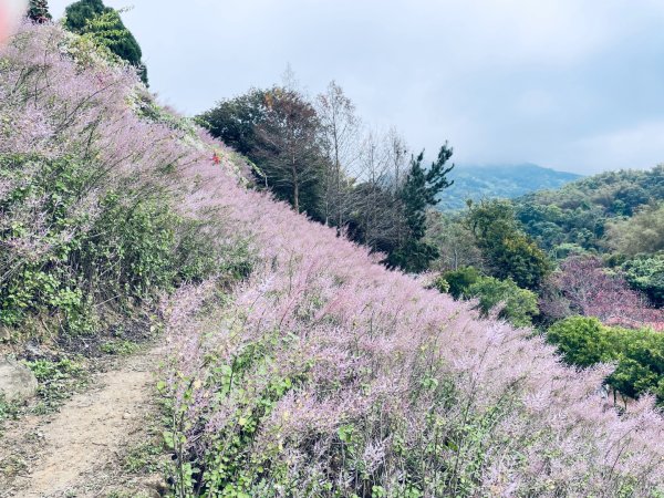 20250224 南投粉紅山丘麝香木秘境2743806