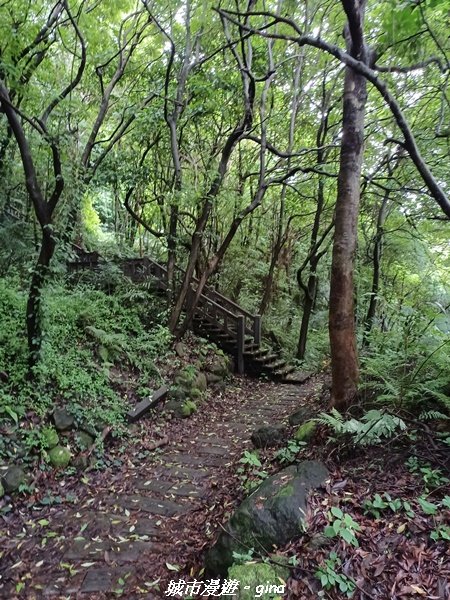 【台中后里】蓊鬱林間。 后里泰安登山步道1728752