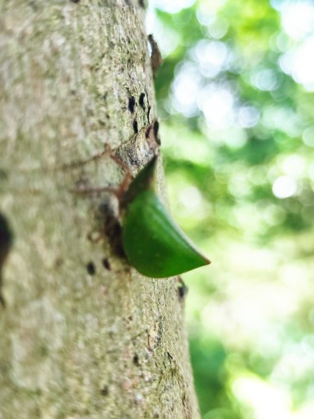 福源山步道-鶯歌大榕樹平台2847748
