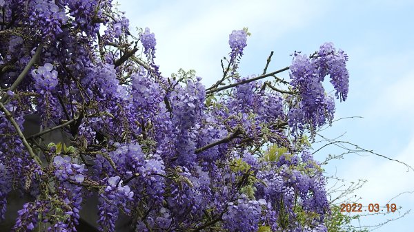 陽明山花季，追雲差強人意1646786