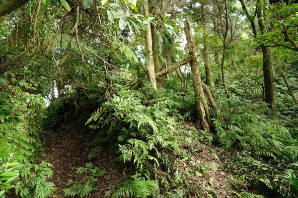 新北 烏來 火燒樟山、落鳳山2557689