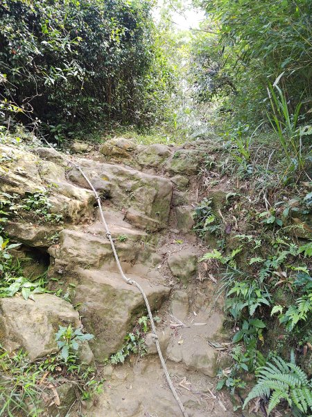 20260321大棟山系-百年大榕樹段3019050