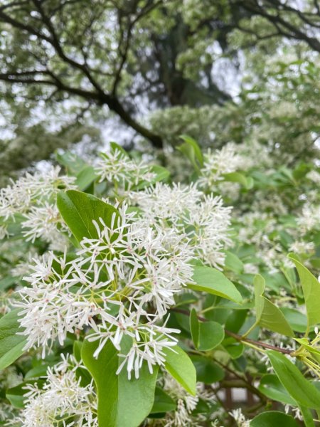 如夢似幻的四月雪-龍潭石管局-流蘇花盛開中2748622