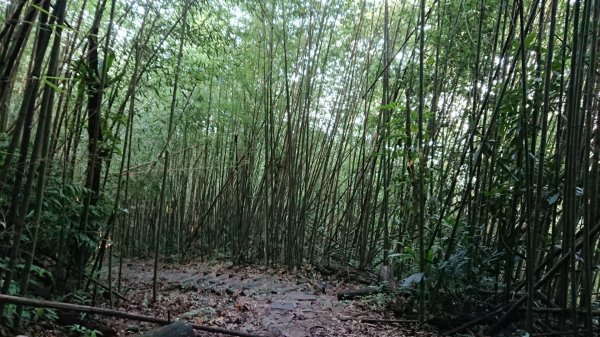 馬拉邦山上湖登山口O型走1069022