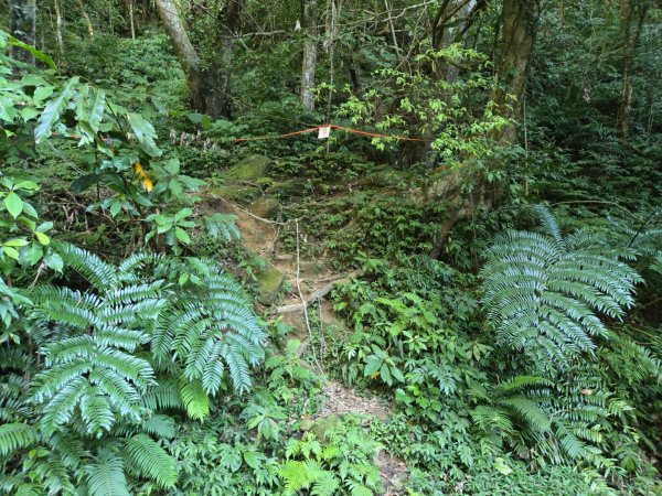 石牛山（小百岳）2909980