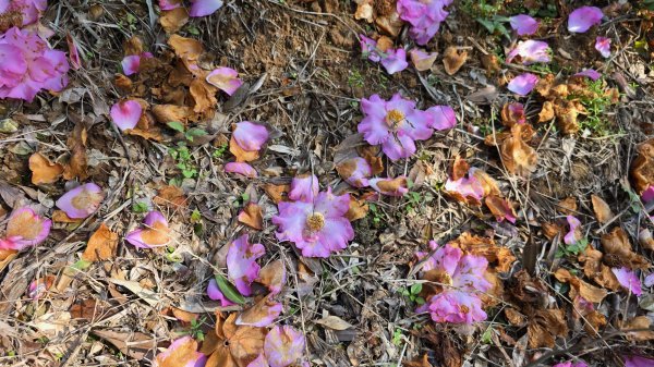 2025楓樹湖木蓮花即將大爆發，近似球形的花朵枝頭綻放，滿山滿谷粉紅泡泡，相當浪漫2711973