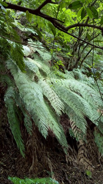 114.04.27草山觀瀑吊橋-紫明溪步道之旅2771767