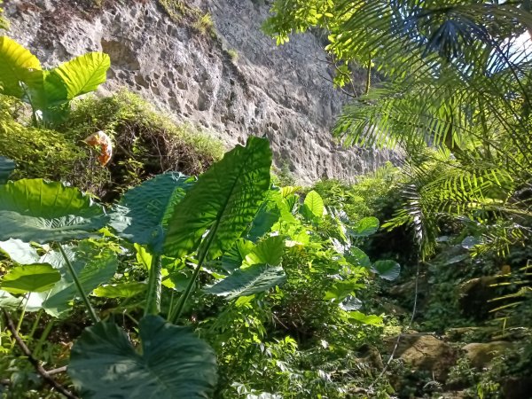 平溪區慈恩嶺+慈母峰探找艷紅鹿子百合花影2870230