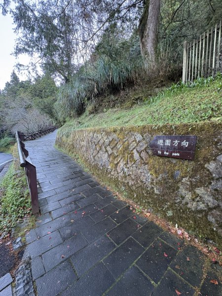 20251225塔山步道(大塔山)2970227