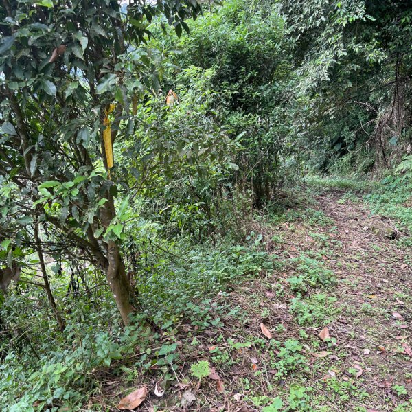 20250926_暗影山（台中小百岳）2941236