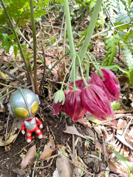 大屯西南稜-上大屯尋找八角蓮採野🥬-貴子坑連走六峰2756151