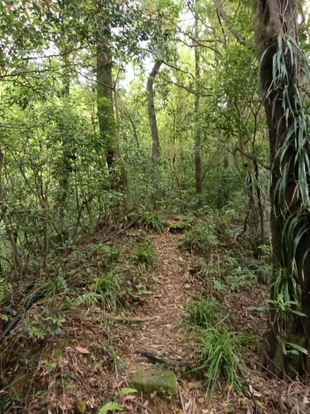 瑞芳區後凹古道+金字碑古道+三貂嶺山+三貂大崙O型2761692