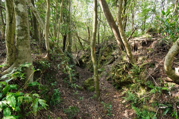 新北 新店 石碇後山、赤腳蘭山、暗寶劍山、鳥嘴尖2793485