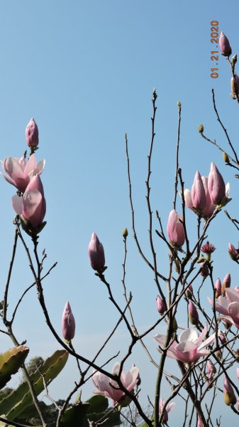 追花是簡單的快樂，賞花是恬淡的幸福 2810327