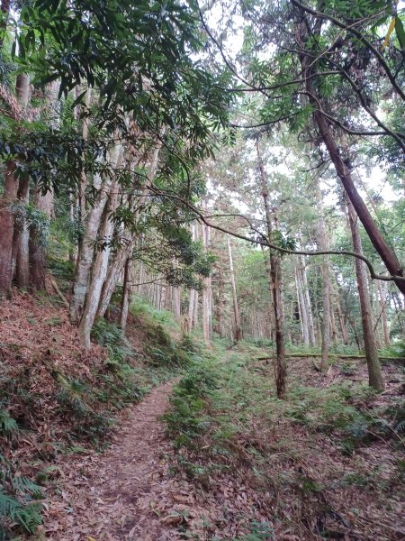 【新竹五峰】迷霧山林。 民都有山登山步道(面托油山)x民都有山北峰2991867