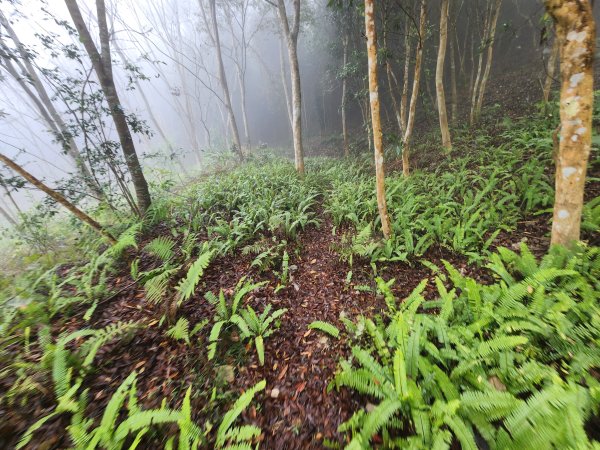 20260201雞冠山與黃麻園山(苗栗縣大湖鄉)3004230