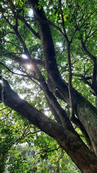 《苗栗》關刀出關｜三義關刀山出關古道(聖關段-苗56)202509052878770