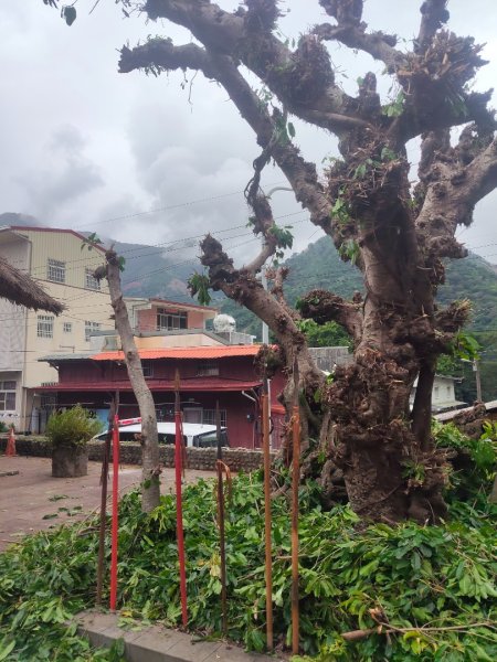 部落登山:達邦-鳥占亭步道3107083