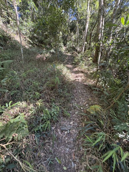 20251116鳴海山、網子山登山步道2938392