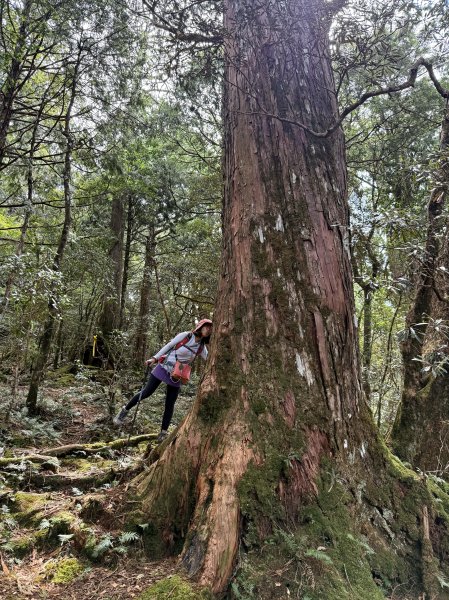 塔曼山 連走 拉拉山森林遊樂區 O繞 202510112923690