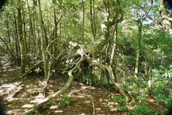 新竹 尖石 內鳥嘴山2899174