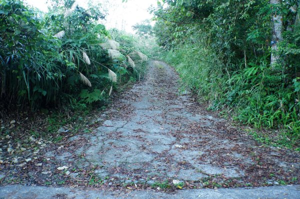 苗栗 南庄 紅毛山、無名山、大坪山2943087