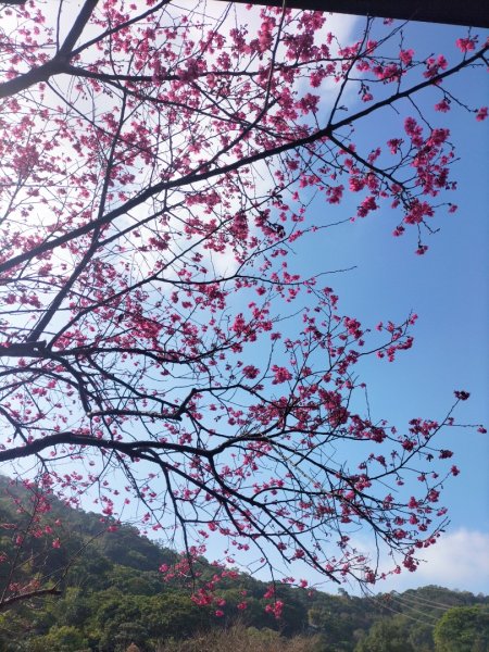 貓空樟樹步道2406650