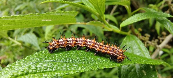 2025/05/03_白蘭溪古道2778170