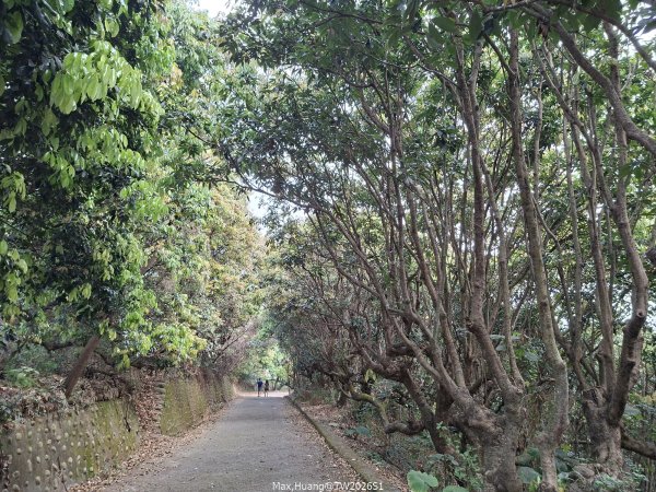 《南投》幸運之花｜草尾嶺步道賞血藤花202603293025008