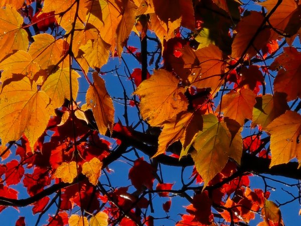 鳶嘴稍來山之楓紅／雲海2974140