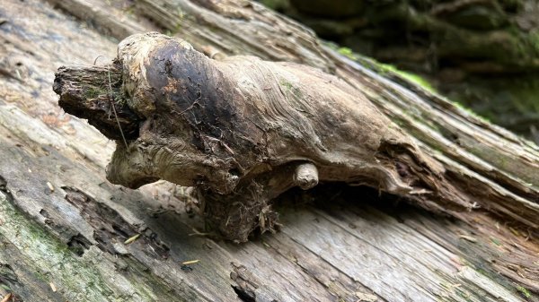 北二段之閂山鈴鳴山2607354