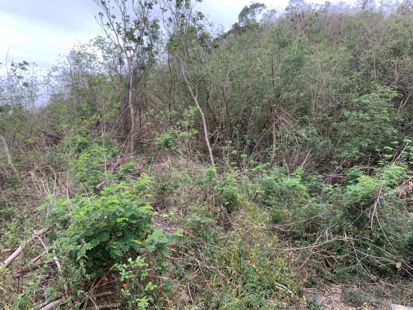 20250405屏東頂楓港山-上楓港山2757490