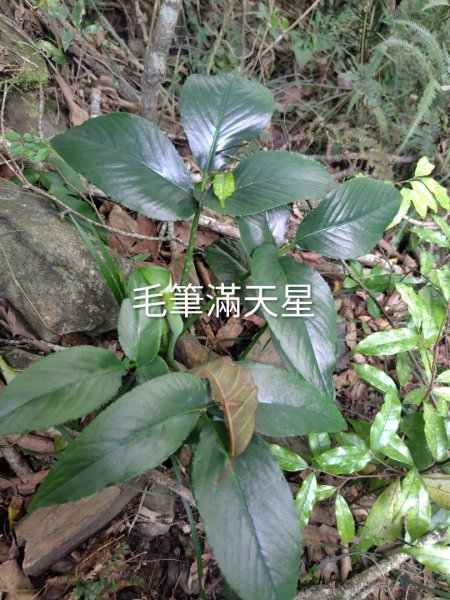 德三縱走3079435