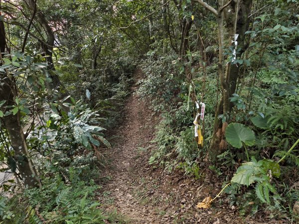 [百山百鳥尋旅-13/15] 2025_0929 圓覺寺步道2900787