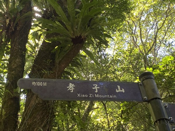 2025微笑山線大縱走尋寶集章任務-Ep.11【五分山系】平溪小黃山段｜慈母峰 × 孝子山2908918