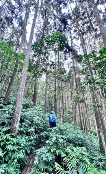 光天高山 - 向天湖山(小百岳32) 小O一圈2876926