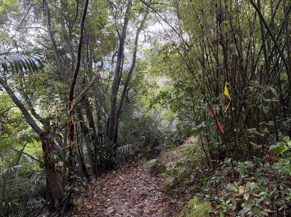 [微笑山線_第三段] 2026_0328 鳶山山系_鳶山彩壁3025692