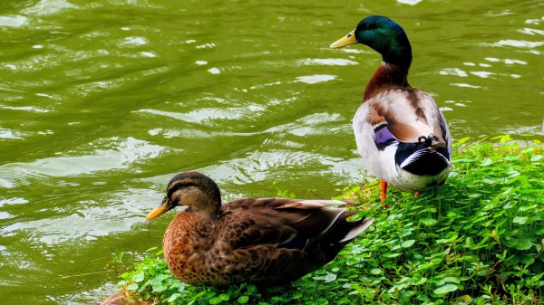 大安公園,台大校園3012127