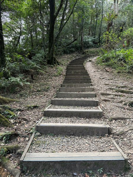 東眼山自導式步道O形漫步續走親子峰步道到化石區2067604