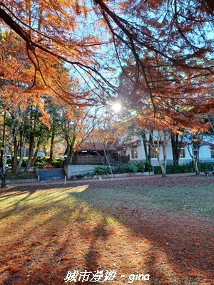 【南投仁愛】光影下的森林療育。 奧萬大國家森林遊樂區步道群2973138